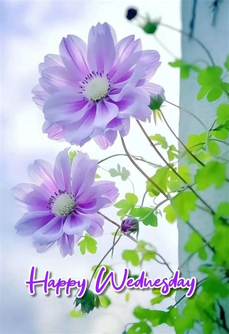 50+ Beautiful Wednesday Morning Wishes to Brighten Anyone's Day
