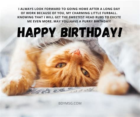 Happy Meow-day! 60+ Purr-fect Cat Birthday Wishes for Your Furry Friend