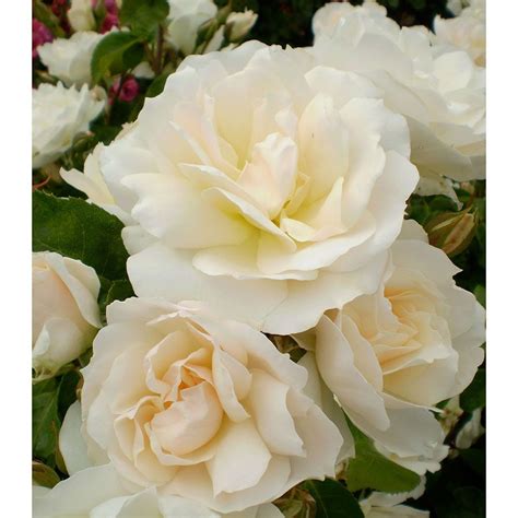 Popping the Cork on Perfection: 60+ Champagne Wishes Rose for Every Celebration
