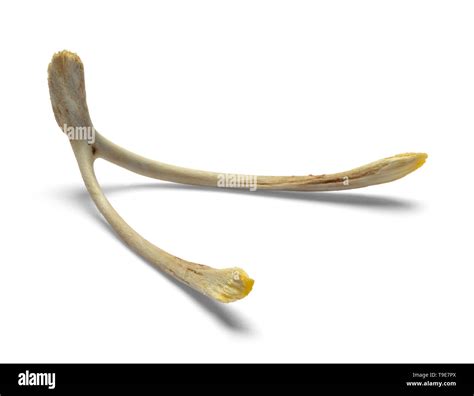 What to Wish For on a Chicken Wish Bone: 40+ Ideas for Luck, Laughs, and Big Dreams