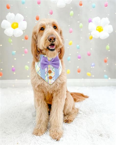 50+ Heartfelt Easter Wishes for 2025: Find the Perfect Message for Every-Bunny in Your Life