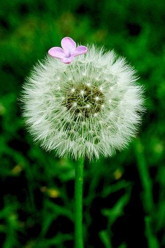 From a Whisper to a Wish: A Guide to the Flowers You Blow to Make a Wish