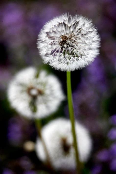 Making a Wish: Inspiring Ideas for the Flowers You Blow to Make a Wish