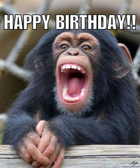 Go Bananas! 50+ Funny Monkey Birthday Wishes for Your Favorite Primate