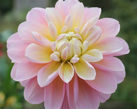 Gabbies Wish Dahlia