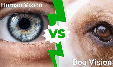 A Dog's-Eye View of Life: Wishes Inspired by Canine Wisdom
