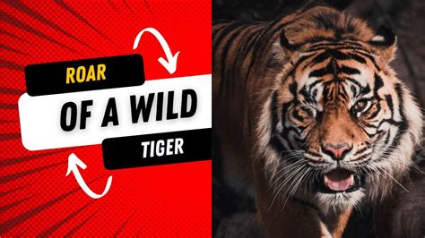 A Mighty Tiger ROAR for a Special Day