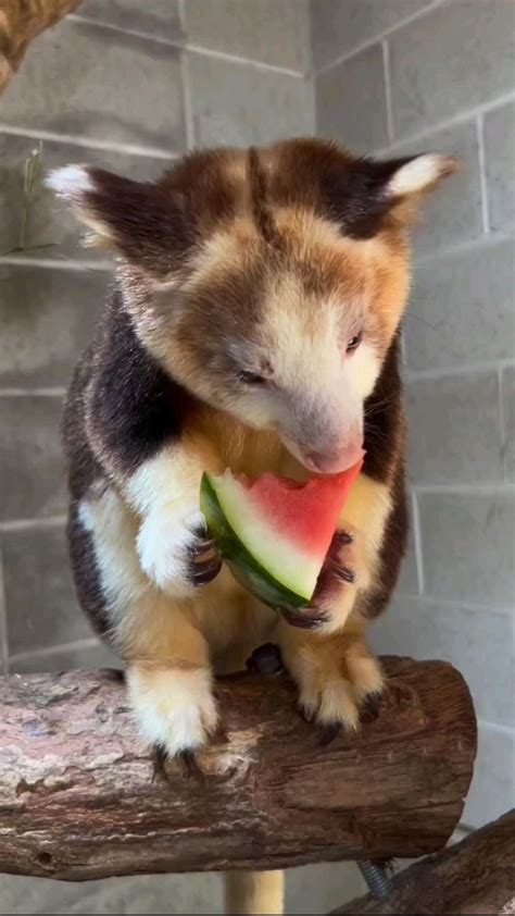 Adorable Animal Antics