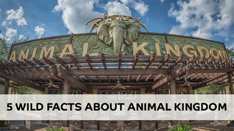 Animal Kingdom Facts That Feel Illegal to Know