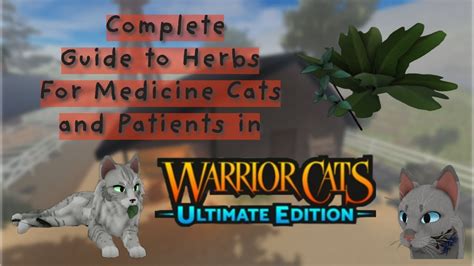 Blessings from a Medicine Cat's Heart