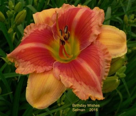 "Da Rules"-Bending Birthday Wishes
