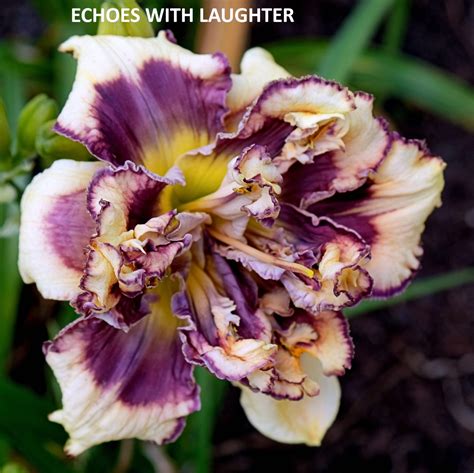 Echoes of Laughter, Longing for More
