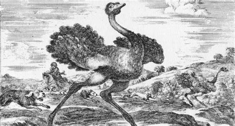 For Embracing Your Inner Ostrich