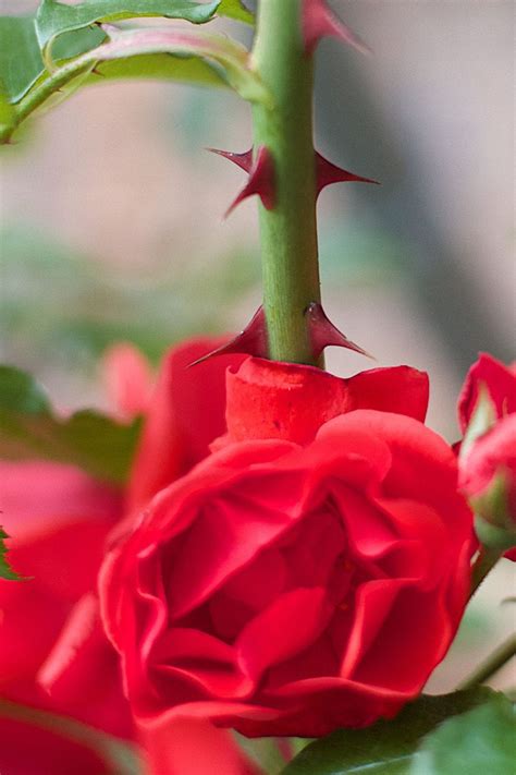 For Finding Roses Among the Thorns