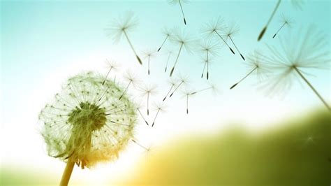 For New Journeys: The Dandelion Seed Wishes