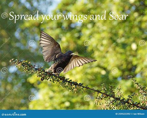 For Spreading Your Wings and Starting Anew