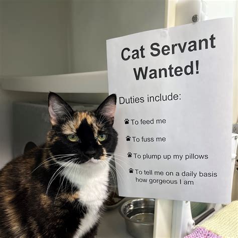 For the Designated Cat Servant