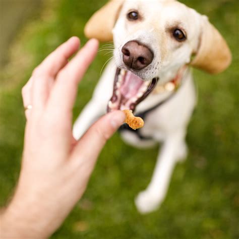 For the Discerning Doggie Gourmand