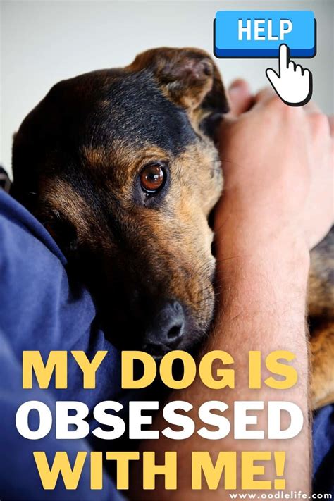 For the Dog-Obsessed Human in Your Life