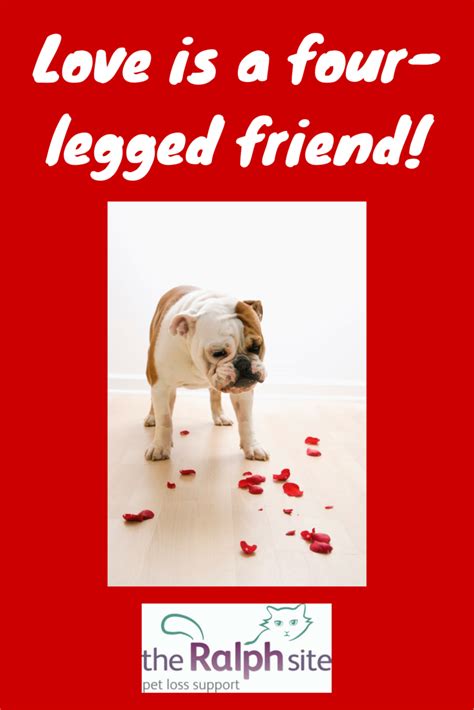 For the Love of a Four-Legged Friend