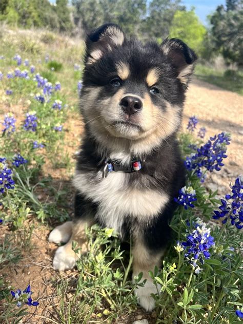 For the Love of Brisket & Bluebonnets: Lyrics for the Texas Soul