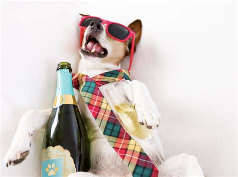 For the Ultimate Dog Parent: Celebrating a Fellow Canine Connoisseur