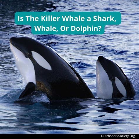 For the Whale (or Dolphin) Who Went All In