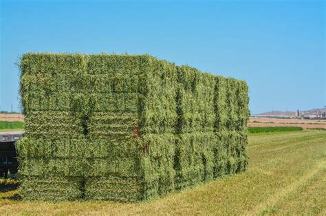 For When Life Feels Like Low-Quality Hay