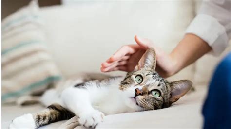 From One Cat Parent to Another: The Honest Truth and Things I Wish I Knew Before Getting a Second Cat