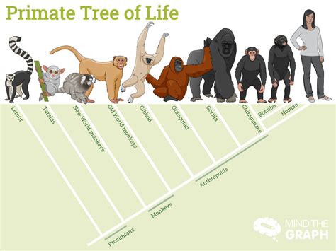 From One Primate to Another