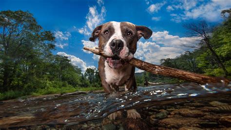 From the Dog's Point of View (If They Could Talk)
