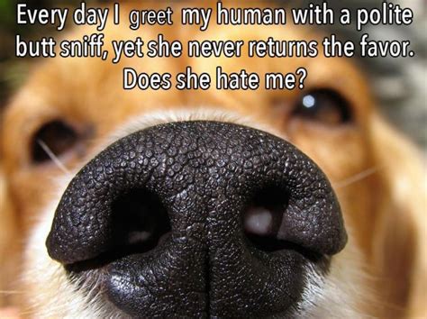 From the Pup's Point of View: What Your Dog is *Really* Thinking