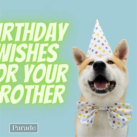 Funny Birthday Wishes for a Cat (From Their Human)