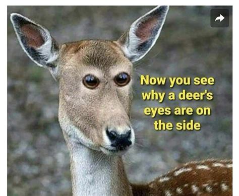 Funny & Lighthearted Ways to Say 'Nope'