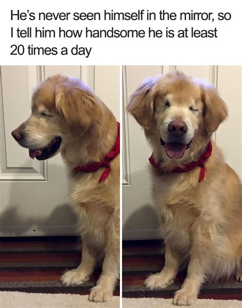 Funny Wishes for the Best Doggo