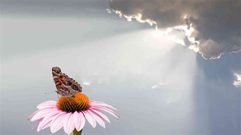 Gentle Life Advice & Hopes for the Future