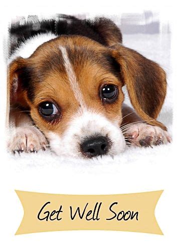 Get Well Soon, Pup: Messages of Healing and Hope