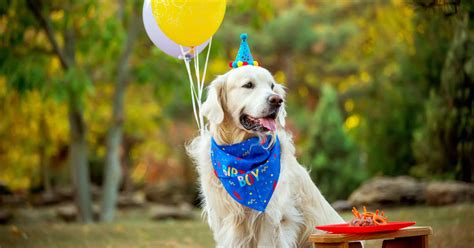 Golden Years & Grey Muzzles: Wishes for a Senior Dog's Birthday