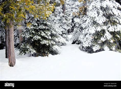 Greetings Inspired by a Snowy Canadian Winter