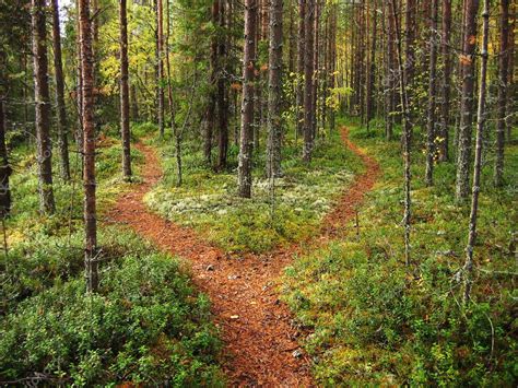 Guidance for When You're at a Crossroads in the Woods