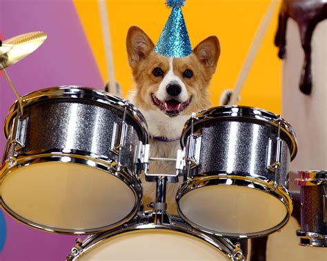 Happy Bark-day! Wishes for a Dog's Special Day