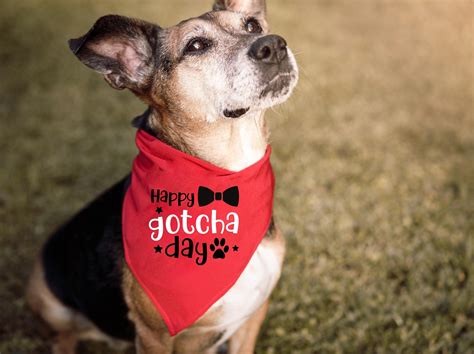 Happy "Barkday" & Gotcha Day Wishes for Your Pup