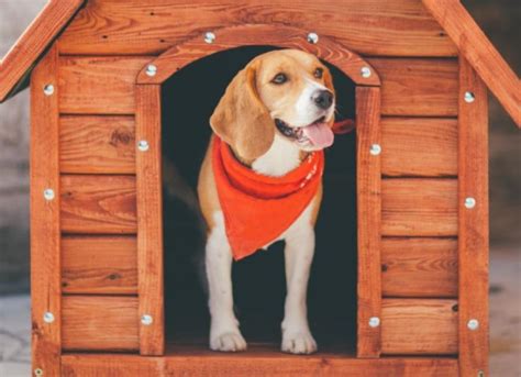 Heartfelt Wisdom from the Doghouse