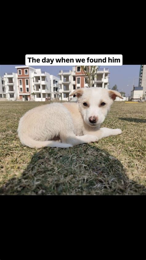 Heartfelt 'Woofs' from Your Loyal Companion