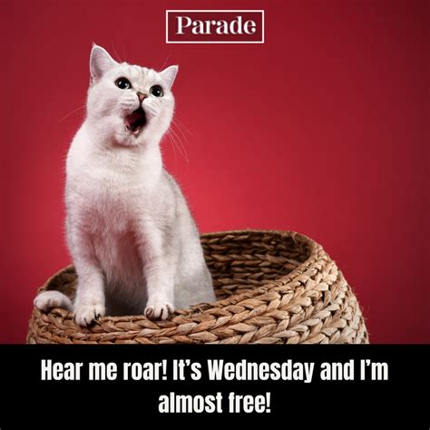 Hump Day Humor: Funny & Lighthearted Wednesday Wishes