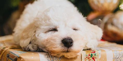 I Wish to Have: Giving the Ultimate, Joy-Sparking Gift