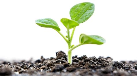 If Wishes Were Seeds in a Garden (For New Beginnings & Growth)