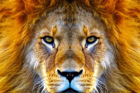 King of the Jungle (For a Day)