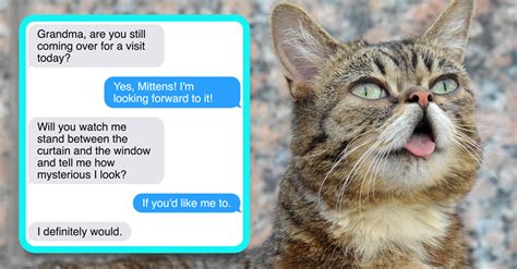 Messages a Clever Cat Would Send
