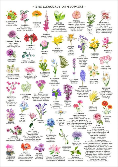 Messages Comparing Them to a Specific Flower